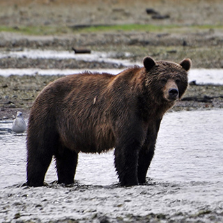 Knight Inlet - Brown bear